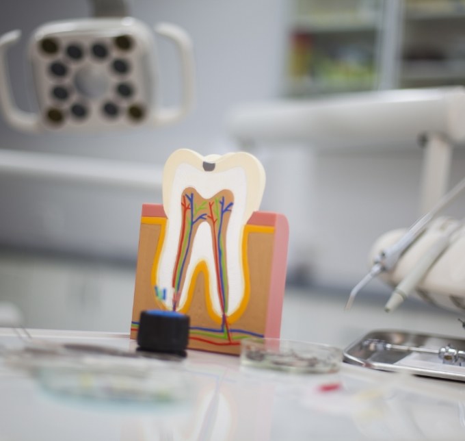 Model showing inside of tooth sitting on table with dental instruments