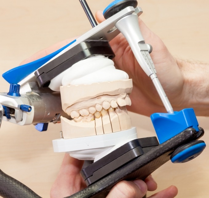 Close up of model of teeth